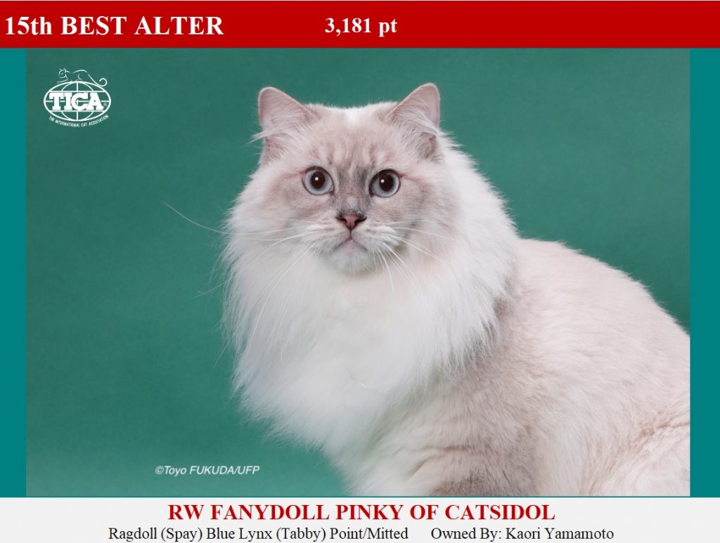 A15-HP_ Fanydoll Pinky of Catsidol