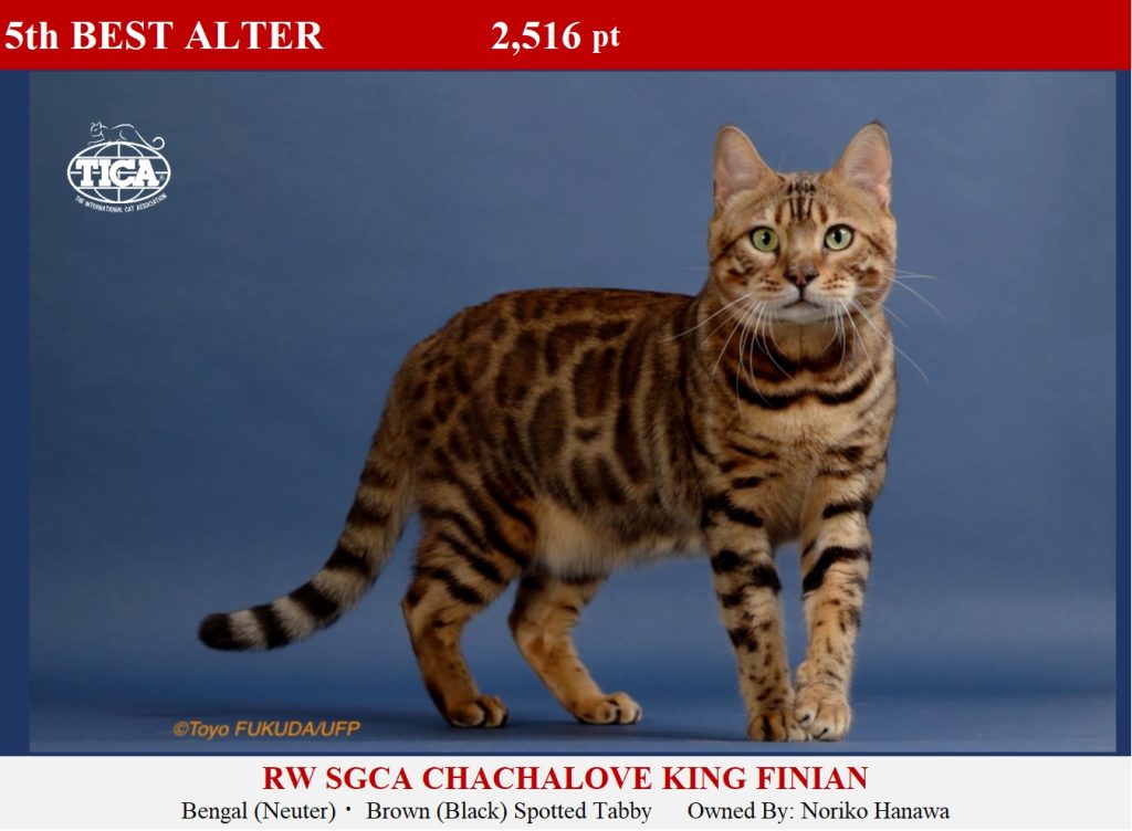 2021-22Alters | CAT SHOW | TICA Asia East Region