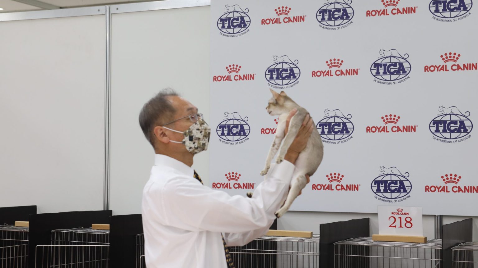 Regional Cat Show 【 Japan Cat Show 2022】 会場の様子(画像掲載） TICA Asia East