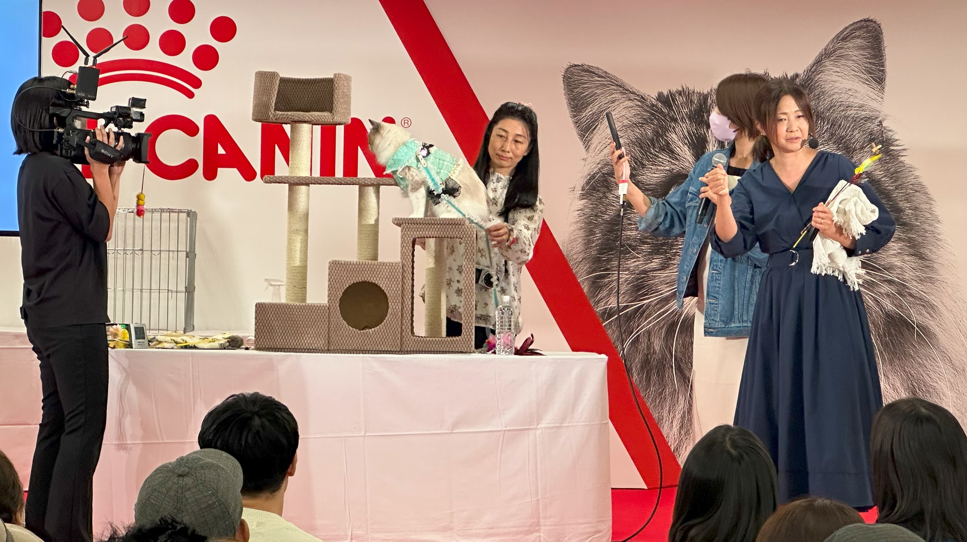 【ご報告】 JAPAN CAT SHOW 2023 ロイヤルカナン「TICA Asia East Region Show」（画像掲載 ...